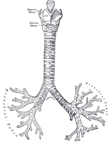 Front view of the trachea splitting into the bronchi. The patient's right bronchus is wider and steeper.